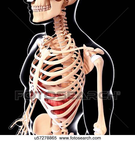 Human musculature, artwork View Large Illustration Stock Illustration - Human musculature, artwork. Fotosearch