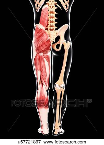 Human musculature, artwork View Large Illustration Stock Illustration - Human musculature, artwork. Fotosearch
