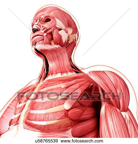 Stock Illustration - Human musculature, artwork. Fotosearch