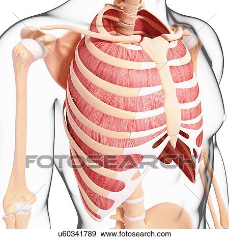 Stock Illustration - Human musculature, artwork. Fotosearch