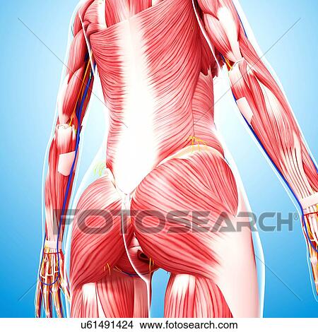 Human musculature, artwork View Large Illustration Stock Illustration - Human musculature, artwork. Fotosearch