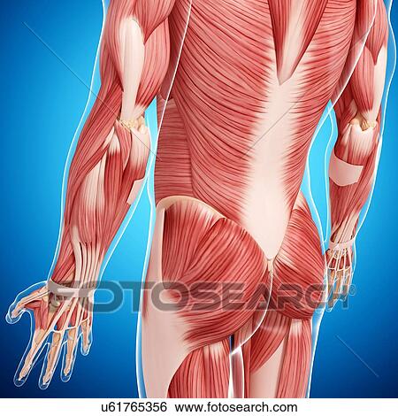 Stock Illustration - Human musculature, artwork. Fotosearch