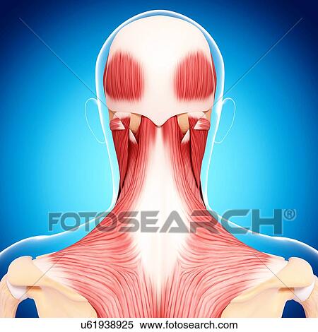 Human musculature, artwork View Large Illustration Stock Illustration - Human musculature, artwork. Fotosearch