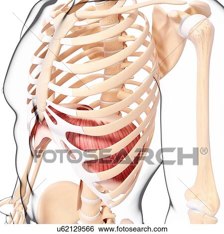 Stock Illustration - Human musculature, artwork. Fotosearch