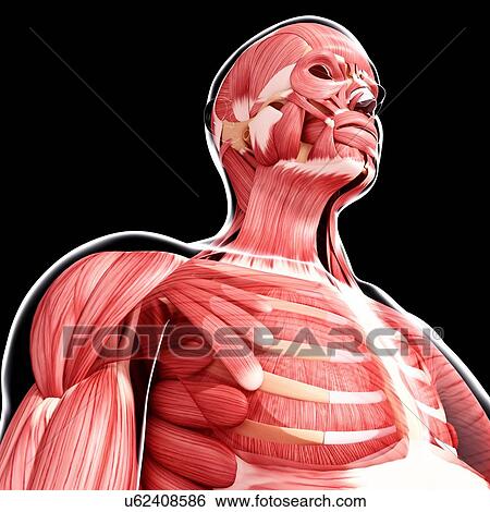 Stock Illustration - Human musculature, artwork. Fotosearch
