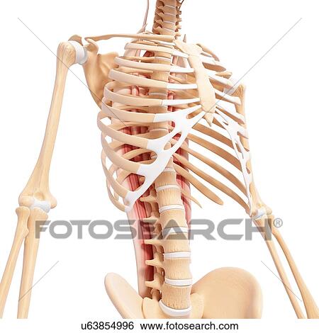 Stock Illustration - Human musculature, artwork. Fotosearch