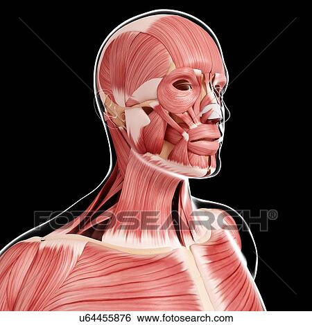 Human musculature, artwork View Large Illustration Stock Illustration - Human musculature, artwork. Fotosearch