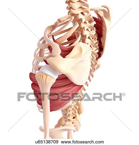 Human musculature, artwork View Large Illustration Stock Illustration - Human musculature, artwork. Fotosearch