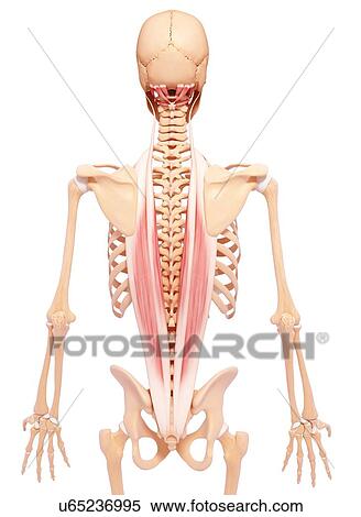 Human musculature, artwork View Large Illustration Stock Illustration - Human musculature, artwork. Fotosearch