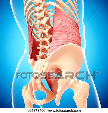 Stock Illustration - Human musculature, artwork. Fotosearch