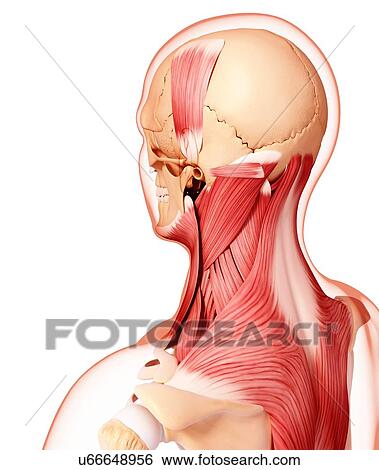 Stock Illustration - Human musculature, artwork. Fotosearch