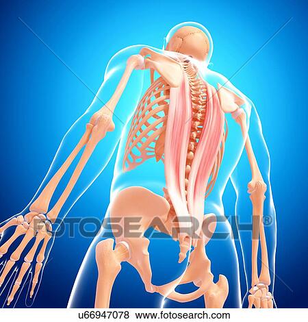 Stock Illustration - Human musculature, artwork. Fotosearch