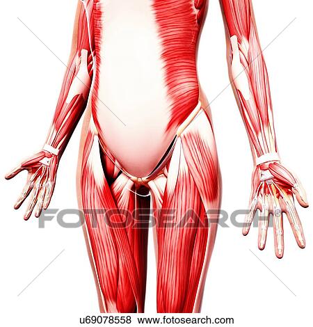 Human musculature, artwork View Large Illustration Stock Illustration - Human musculature, artwork. Fotosearch
