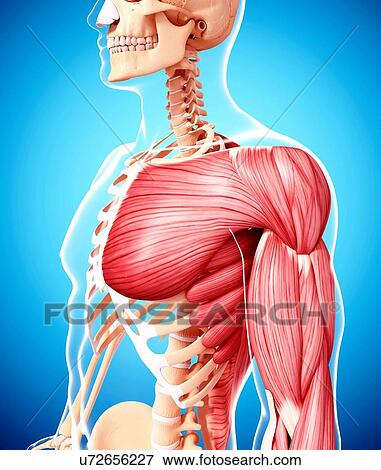 Human musculature, artwork View Large Illustration Stock Illustration - Human musculature, artwork. Fotosearch