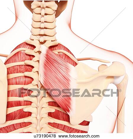Human musculature, artwork View Large Illustration Stock Illustration - Human musculature, artwork. Fotosearch