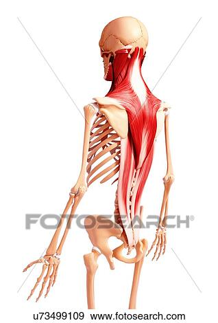 Stock Illustration - Human musculature, artwork. Fotosearch