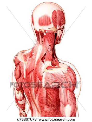 Stock Illustration - Human musculature, artwork. Fotosearch