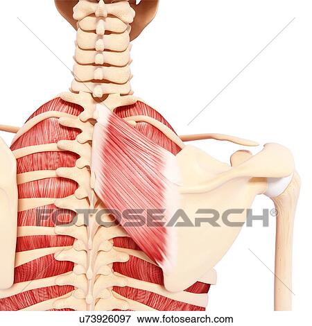 Human musculature, artwork View Large Illustration Stock Illustration - Human musculature, artwork. Fotosearch