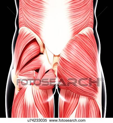 Human musculature, artwork View Large Illustration Stock Illustration - Human musculature, artwork. Fotosearch