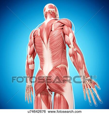 Stock Illustration - Human musculature, artwork. Fotosearch