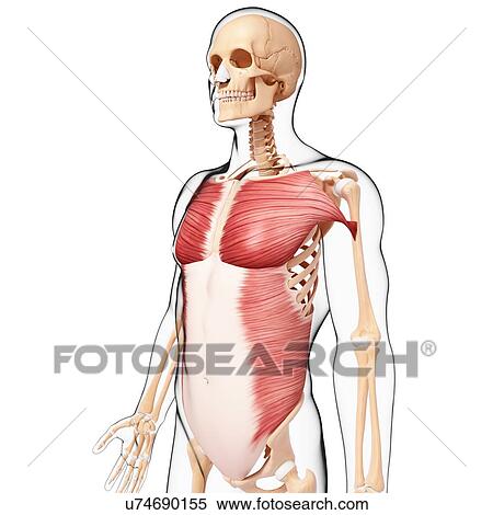 Human musculature, artwork View Large Illustration Stock Illustration - Human musculature, artwork. Fotosearch