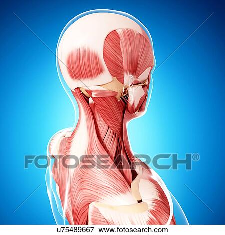 Stock Illustration - Human musculature, artwork. Fotosearch