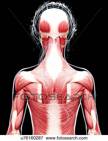 Stock Illustration - Human musculature, artwork. Fotosearch