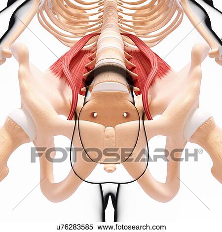 Stock Illustration - Human musculature, artwork. Fotosearch
