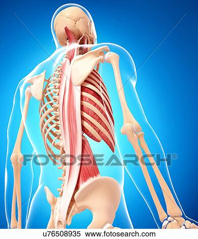 Stock Illustration - Human musculature, artwork. Fotosearch