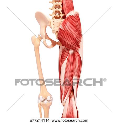 Stock Illustration - Human musculature, artwork. Fotosearch