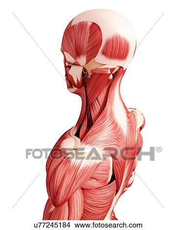 Human musculature, artwork View Large Illustration Stock Illustration - Human musculature, artwork. Fotosearch