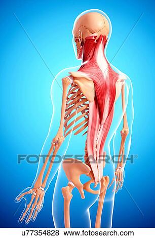 Stock Illustration - Human musculature, artwork. Fotosearch