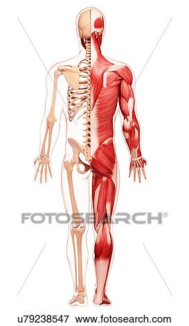 Stock Illustration - Human musculature, artwork. Fotosearch