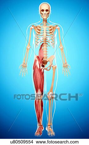 Human musculature, artwork View Large Illustration Stock Illustration - Human musculature, artwork. Fotosearch