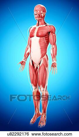 Stock Illustration - Human musculature, artwork. Fotosearch