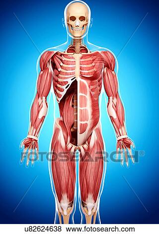 Stock Illustration - Human musculature, artwork. Fotosearch