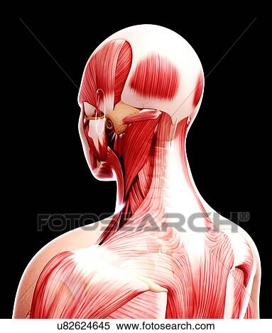 Stock Illustration - Human musculature, artwork. Fotosearch