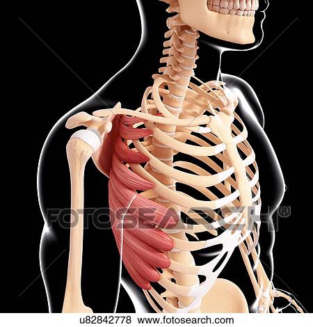 Stock Illustration - Human musculature, artwork. Fotosearch