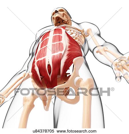Human musculature, artwork View Large Illustration Stock Illustration - Human musculature, artwork. Fotosearch