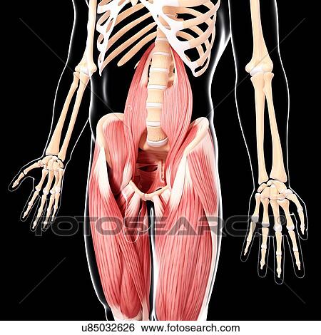 Stock Illustration - Human musculature, artwork. Fotosearch