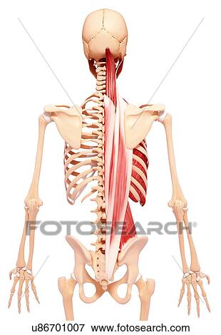 Human musculature, artwork View Large Illustration Stock Illustration - Human musculature, artwork. Fotosearch