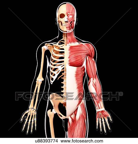 Human musculature, artwork View Large Illustration Stock Illustration - Human musculature, artwork. Fotosearch
