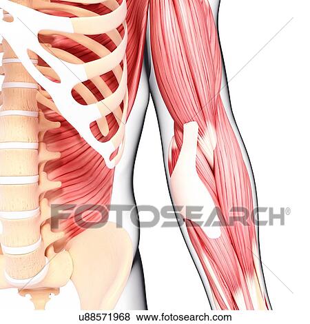 Human musculature, artwork View Large Illustration Stock Illustration - Human musculature, artwork. Fotosearch