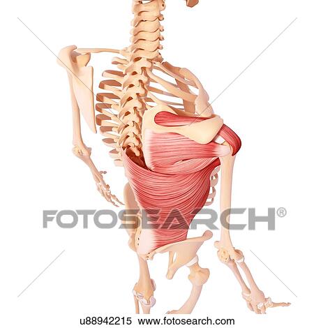 Stock Illustration - Human musculature, artwork. Fotosearch