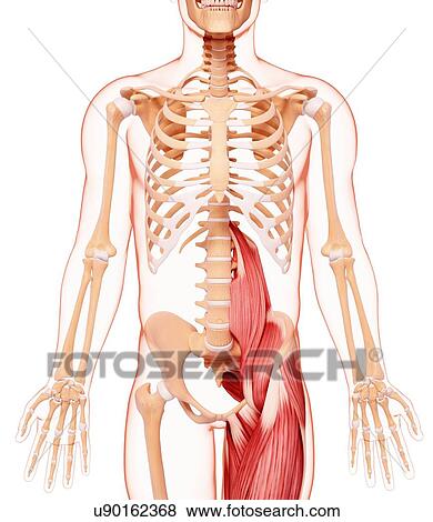 Human musculature, artwork View Large Illustration Stock Illustration - Human musculature, artwork. Fotosearch