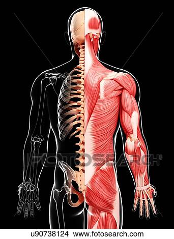 Human musculature, artwork View Large Illustration Stock Illustration - Human musculature, artwork. Fotosearch