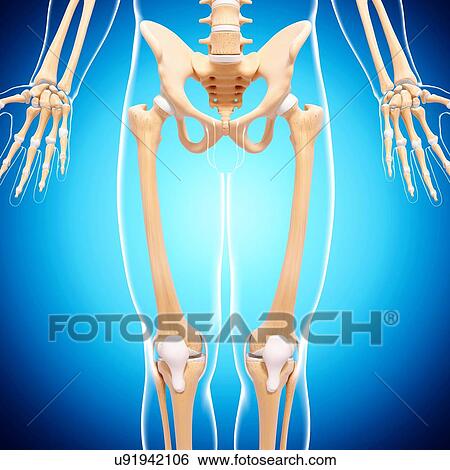 Stock Illustration - Human musculature, artwork. Fotosearch