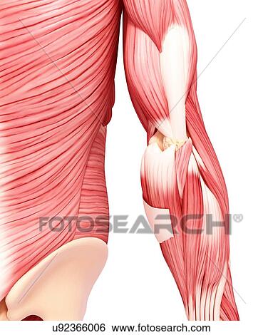 Human musculature, artwork View Large Illustration Stock Illustration - Human musculature, artwork. Fotosearch