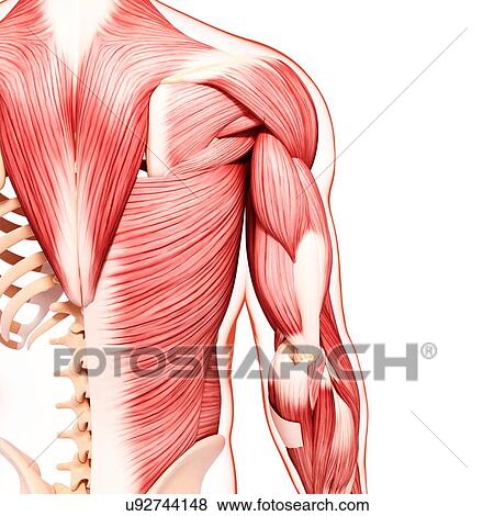 Stock Illustration - Human musculature, artwork. Fotosearch