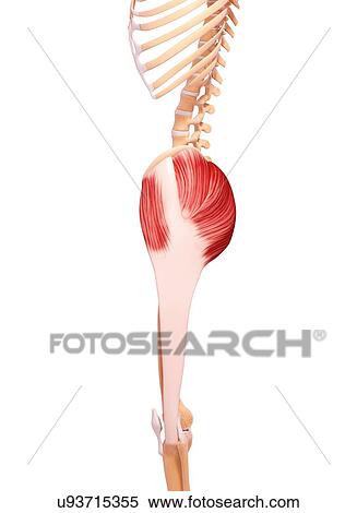 Stock Illustration - Human musculature, artwork. Fotosearch